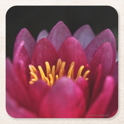 De waterLily Kartonnen Onderzetters (Voorkant)