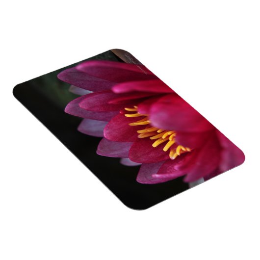 De waterLily Magneet (Rechterzijde)