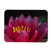 De waterLily Magneet (Horizontaal)