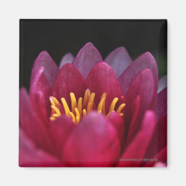 De waterLily Magneet