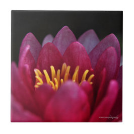 De waterLily Tegeltje