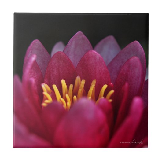 De waterLily Tegeltje (Voorkant)