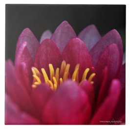 De waterLily Tegeltje