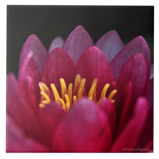 De waterLily Tegeltje (Voorkant)