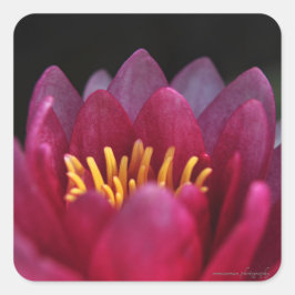 De waterLily Vierkante Sticker