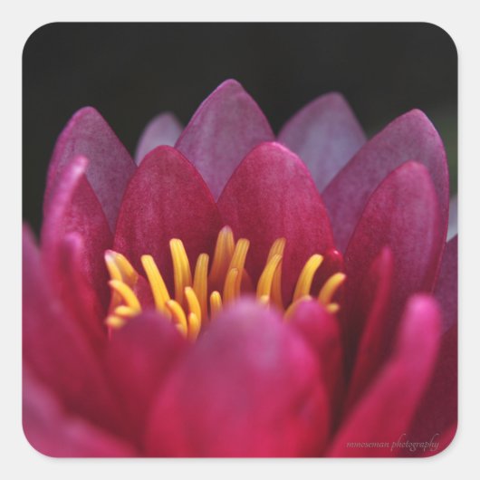 De waterLily Vierkante Sticker (Voorkant)