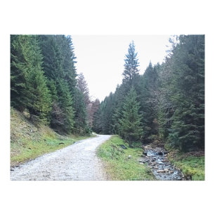 De Weg Tussen Dennen - Wilde Natuur Roemenië Foto Afdruk