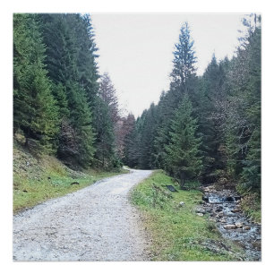 De Weg Tussen Dennen - Wilde Natuur Roemenië Perfect Poster