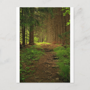 De Weg van de spar Briefkaart