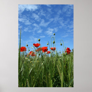 De weide poster