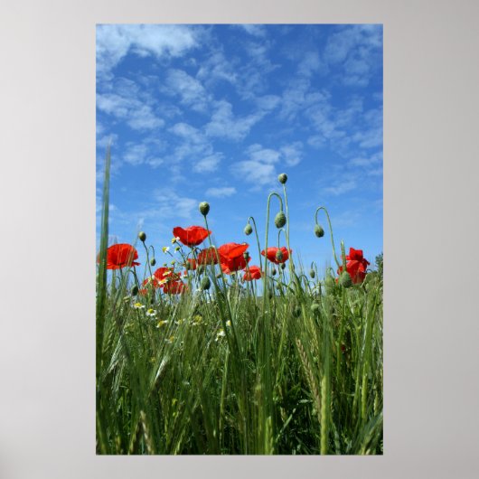 De weide poster (Voorkant)