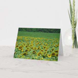 De weide van de zonnebloemen Kaart