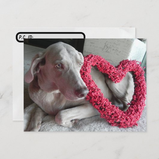 De Weimaraner is een hart van je. Briefkaart (Voorkant / Achterkant)