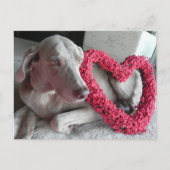 De Weimaraner is een hart van je. Briefkaart (Voorkant)