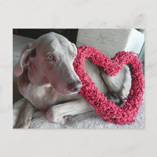 De Weimaraner is een hart van je. Briefkaart (Voorkant)