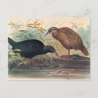 De Weka Rail van Joseph Wolf Briefkaart