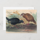 De Weka Rail van Joseph Wolf Briefkaart (Voorkant / Achterkant)