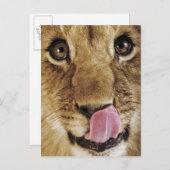 De welp die van de leeuw (leo Panthera) neus, Briefkaart (Voorkant / Achterkant)