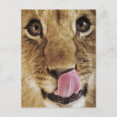 De welp die van de leeuw (leo Panthera) neus, Briefkaart (Voorkant)