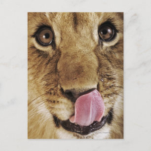 De welp die van de leeuw (leo Panthera) neus, Briefkaart