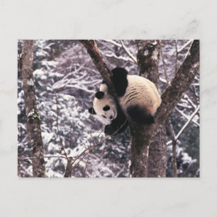 De welp van de panda het spelen op boom met sneeuw briefkaart