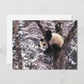 De welp van de panda het spelen op boom met sneeuw briefkaart (Voorkant / Achterkant)