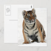 De Welp van de tijger Briefkaart (Voorkant / Achterkant)