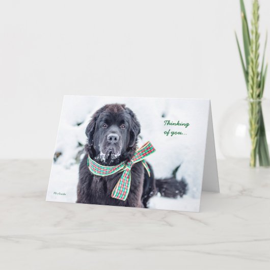 De Wensen van de Vakantie van Newfie voor u Feestdagen Kaart (Voorkant)