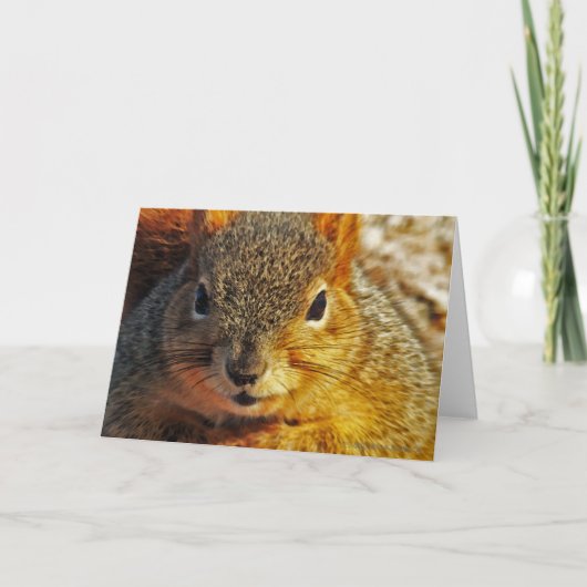 De Wenskaarten van de Eekhoorn van de binnenplaats Kaart (Voorkant)