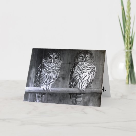 De Wenskaarten van de Foto van de uil Kaart (Voorkant)