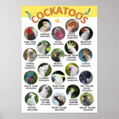 De wereld van Cockatoos - geschikt om gedrukt te w Poster (Voorkant)