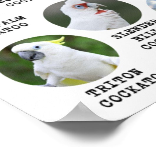 De wereld van Cockatoos - geschikt om gedrukt te w Poster (Hoek)