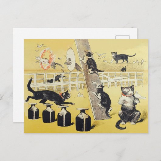 De wereld van de kat briefkaart (Voorkant / Achterkant)