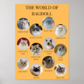 De wereld van Ragdoll, geschikt om af te drukken A Poster (Voorkant)