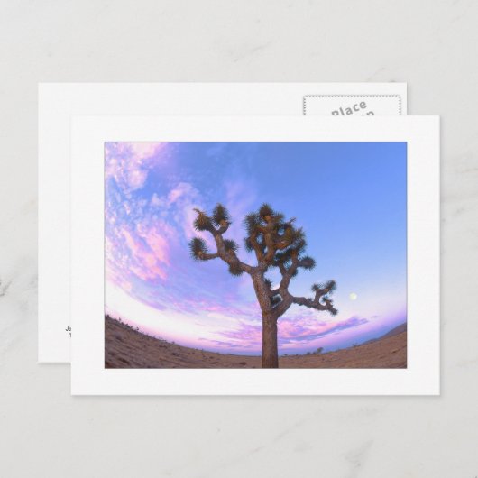"De Werveling van de Boom Joshua " Briefkaart (Voorkant / Achterkant)