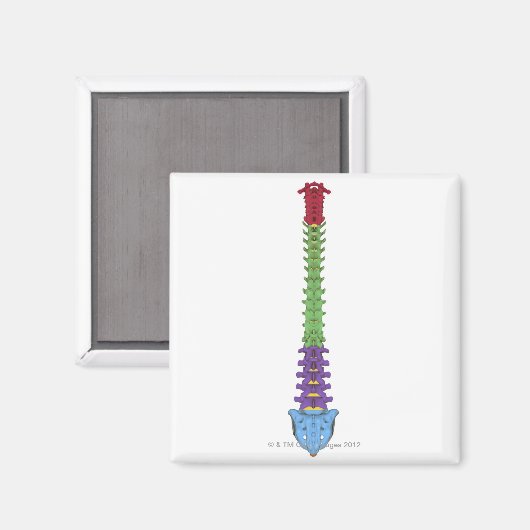 De wervelkolom 2 magneet (Voorkant / Achterkant)