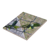 de wijnstok op een ketting link fence life vindt e tegeltje (Zijkant)