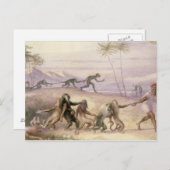 De wijze van gebruik en de douane van apen briefkaart (Voorkant / Achterkant)