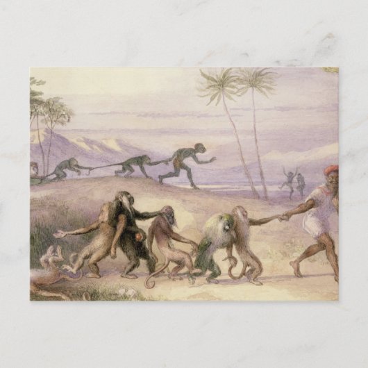 De wijze van gebruik en de douane van apen briefkaart (Voorkant)