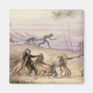 De wijze van gebruik en de douane van apen magneet