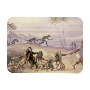 De wijze van gebruik en de douane van apen magneet