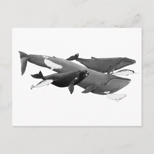 De wijze waarop walvissen worden geïllustreerd briefkaart (Voorkant)