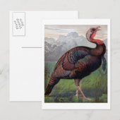 De Wild American Turkey Cock, illustratie van " Briefkaart (Voorkant / Achterkant)