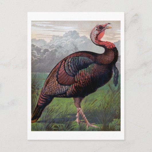 De Wild American Turkey Cock, illustratie van " Briefkaart (Voorkant)