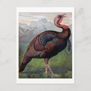 De Wild American Turkey Cock, illustratie van " Briefkaart