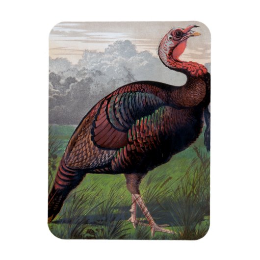 De Wild American Turkey Cock, illustratie van " Magneet (Verticaal)
