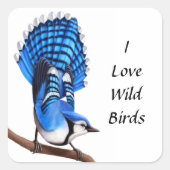 De Wild Blue Jay Sticker (Voorkant)