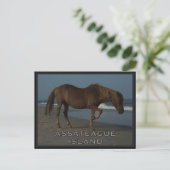 De Wild paarden van Assateague 1 Briefkaart (Staand voorkant)