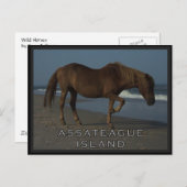 De Wild paarden van Assateague 1 Briefkaart (Voorkant / Achterkant)