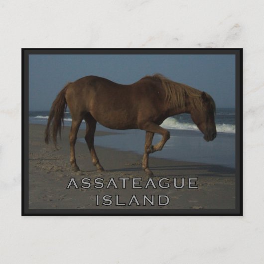 De Wild paarden van Assateague 1 Briefkaart (Voorkant)